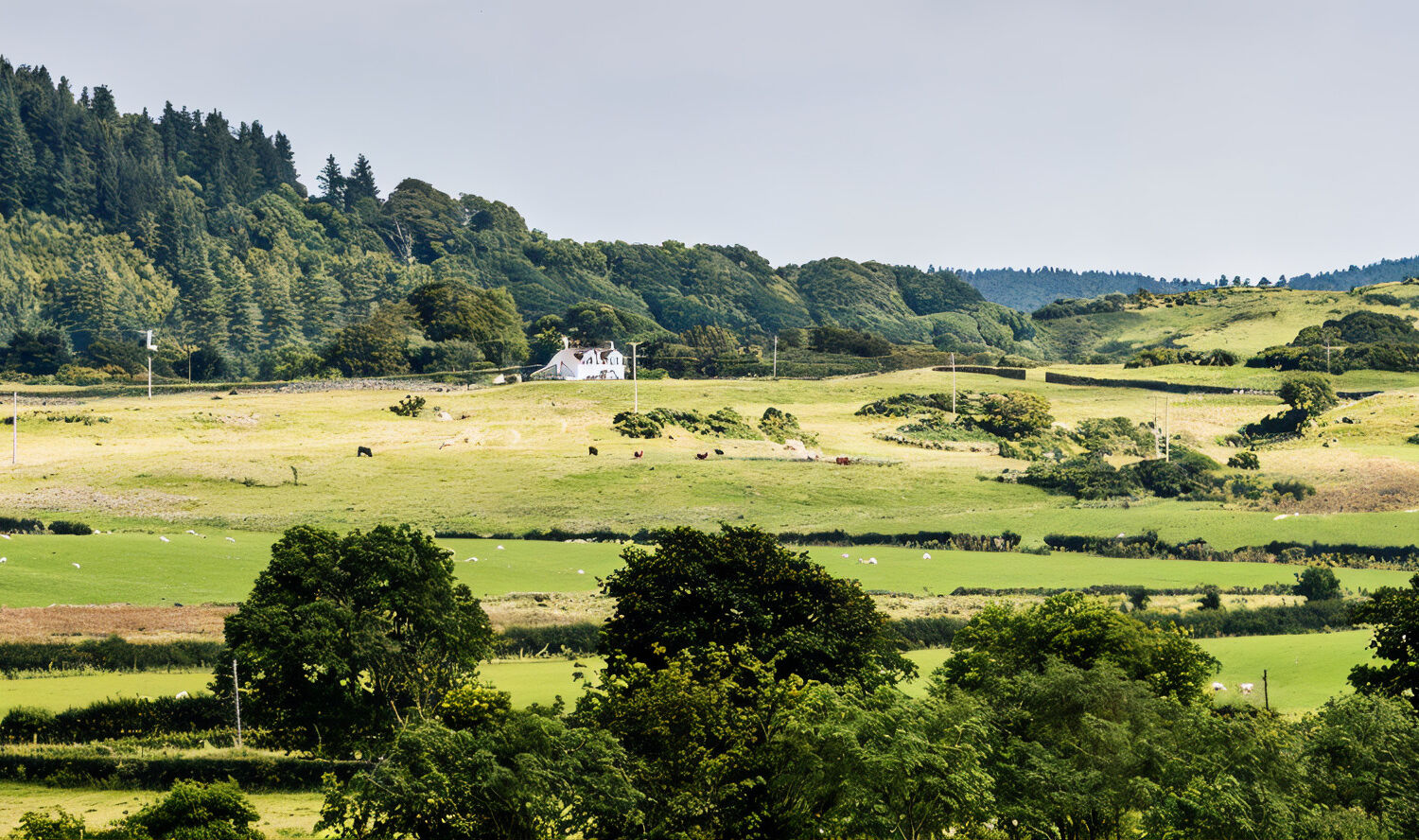 Galloway farmland in summer: green fields, grazing cattle, a white farmhouse and forestry on the hill