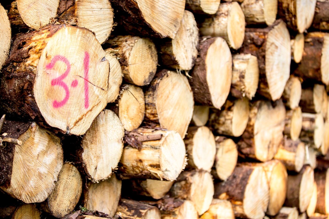 Cut logs marked for extraction