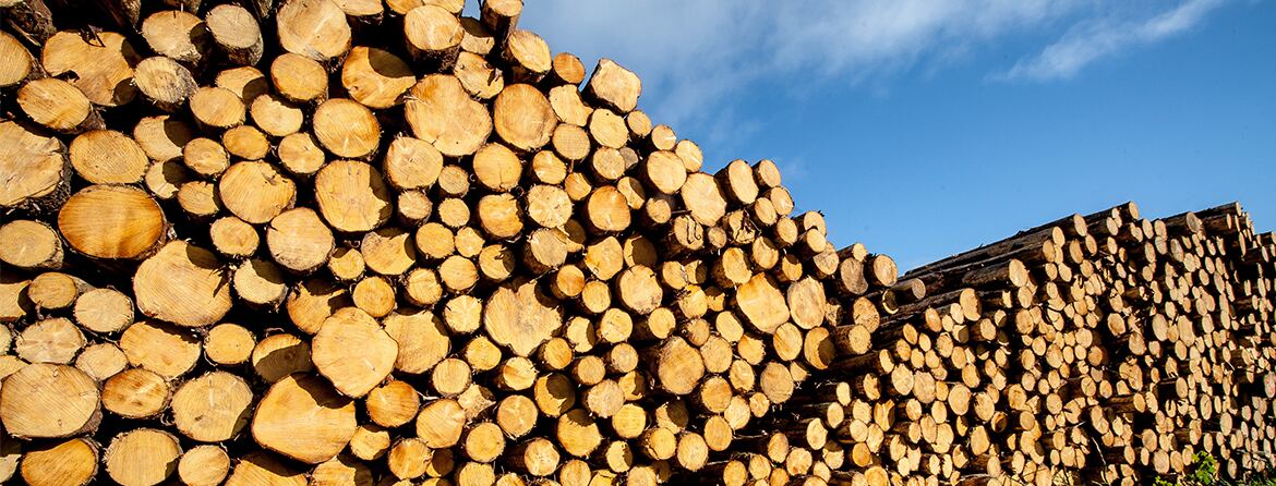 Felled timber stacked beside a forest track